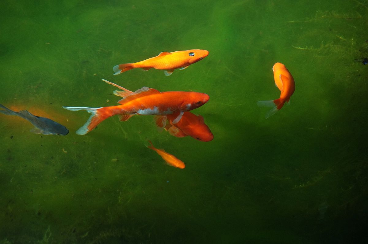 Goldfische im Gartenteich – Ein Überblick
