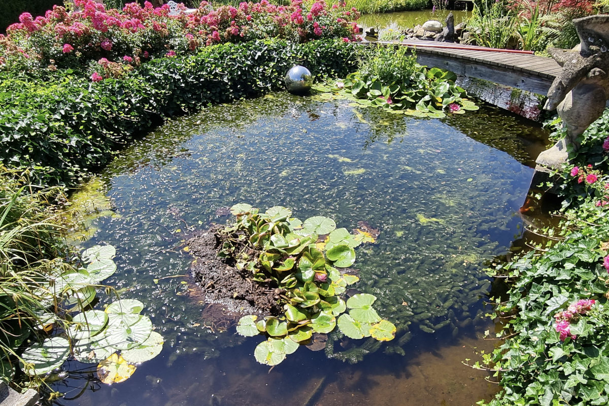 Welche Schwimmpflanzen sind für Gartenteiche geeignet?