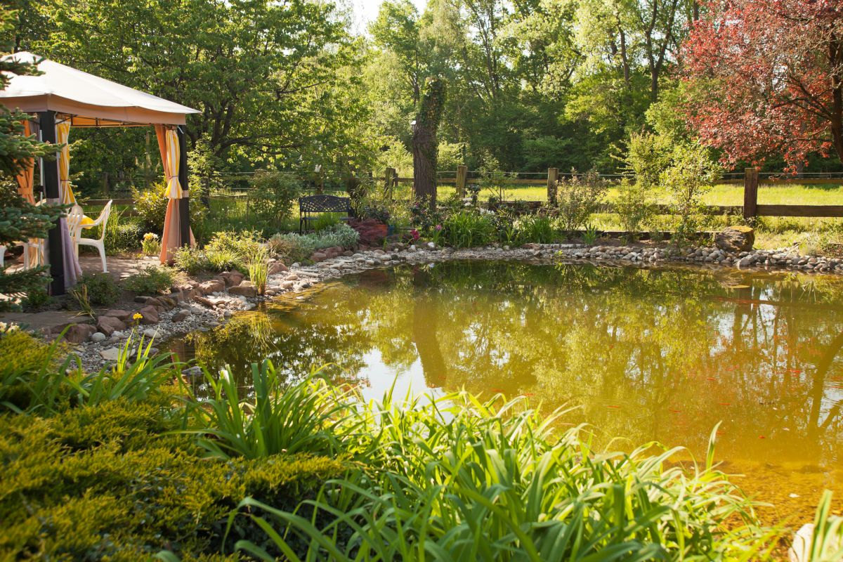Der Gartenteich im August: Ein Leitfaden für die Hochsommerpflege