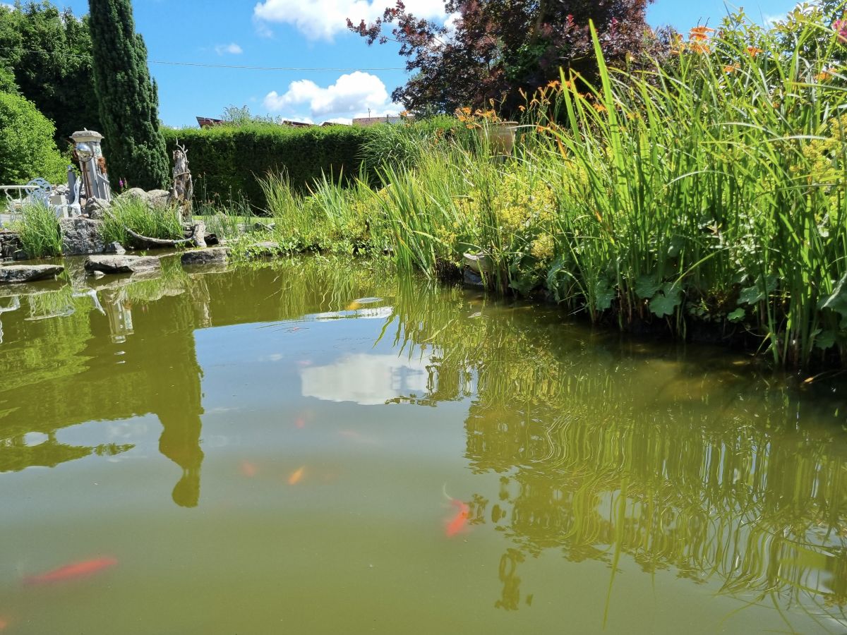 Sauerstoffmangel im Gartenteich – Was Sie unbedingt wissen sollten