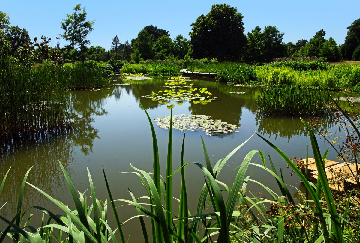 Schwimmteich oder Naturpool – was passt besser zu meinem Garten?