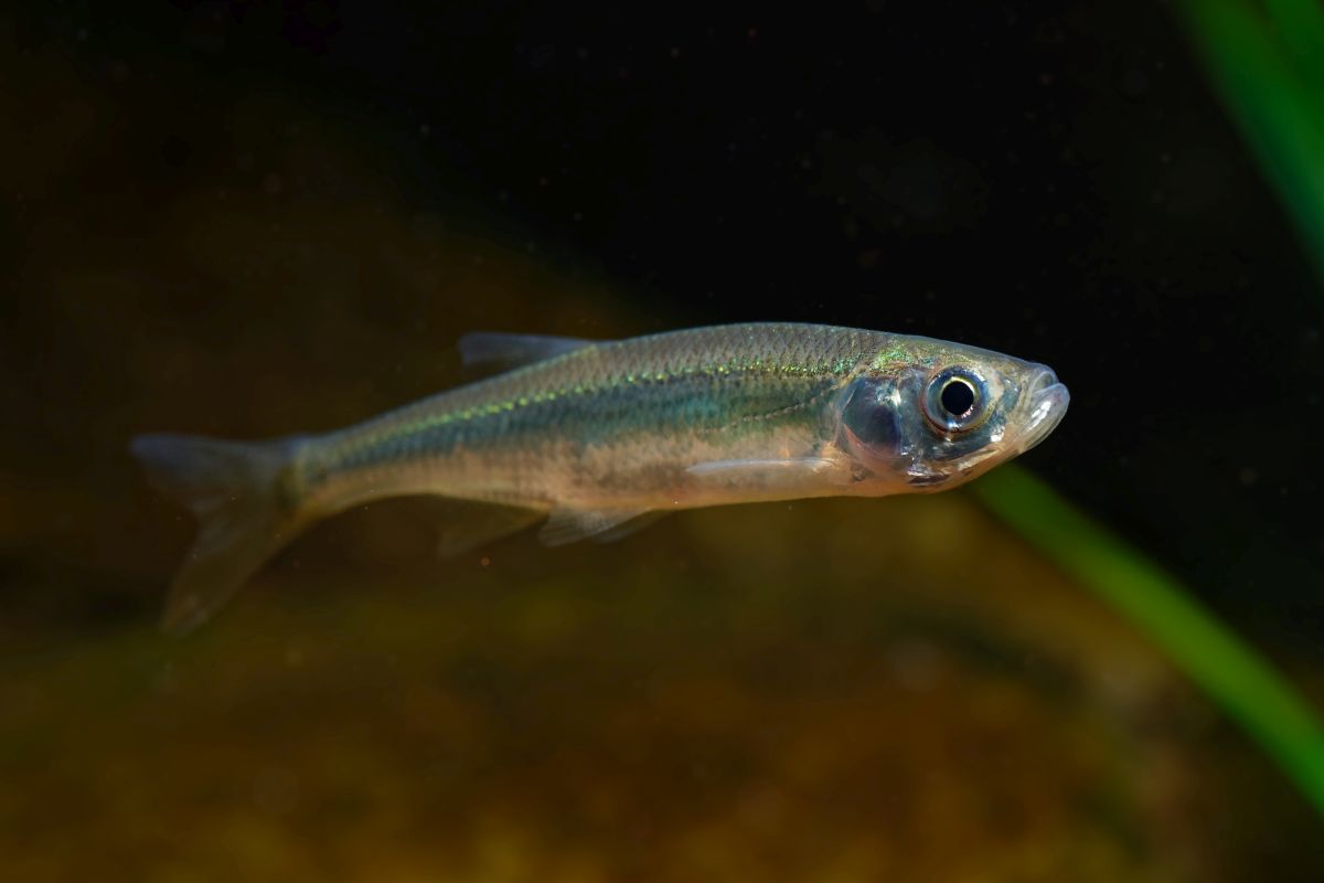 Moderlieschen im Gartenteich – friedlicher Schwarmfisch mit besonderer Brutpflege